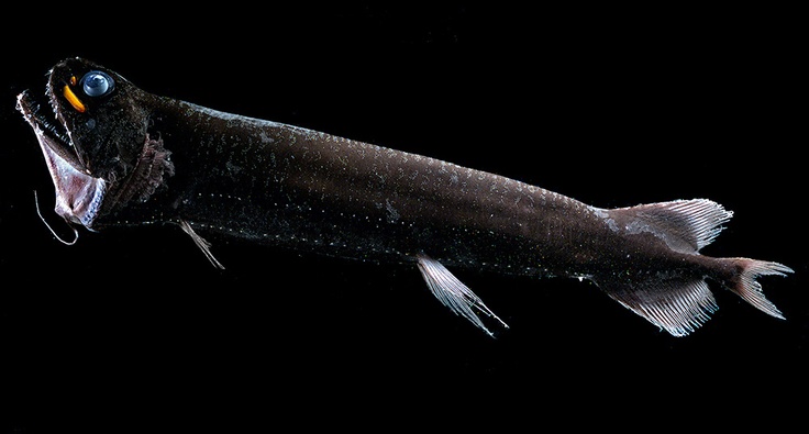 fish
