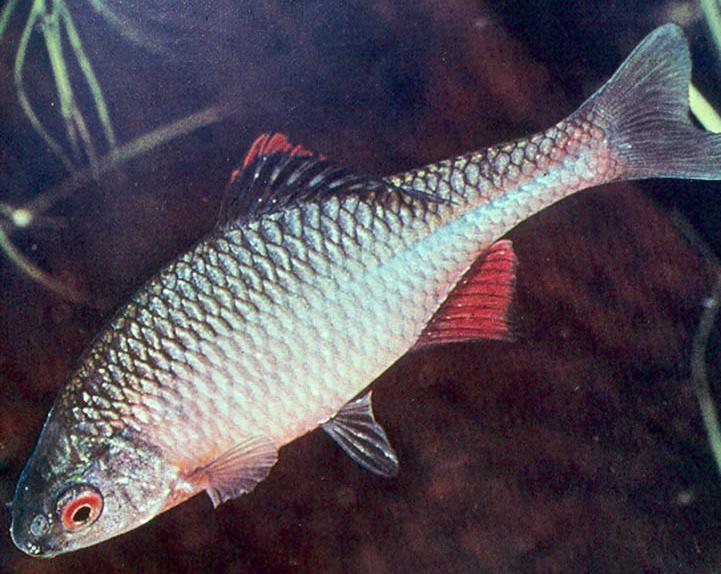 fish