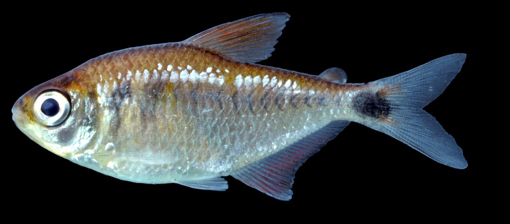 fish