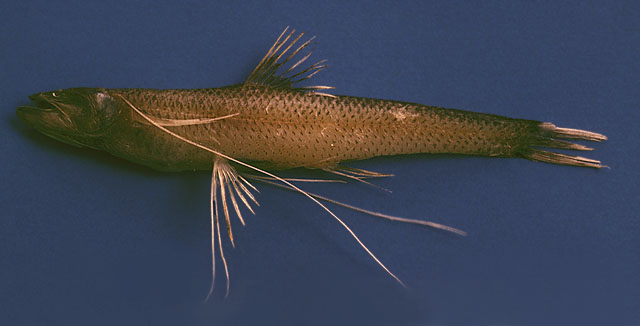 fish