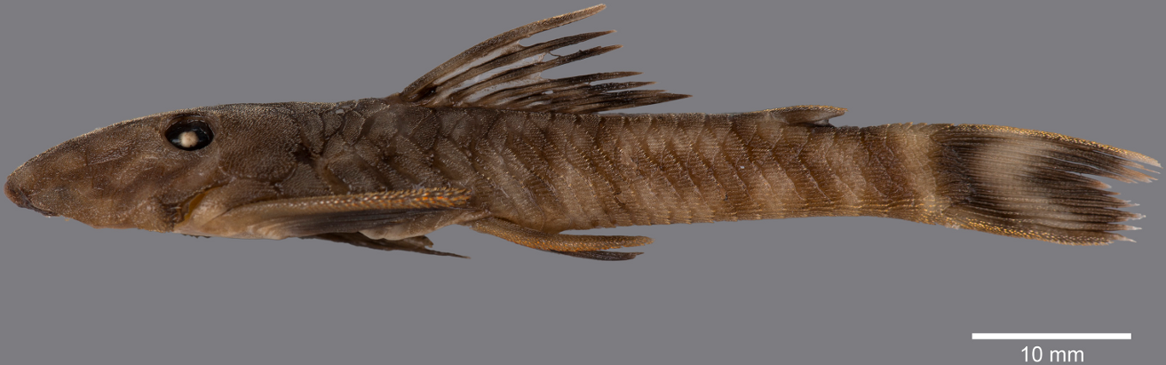 fish