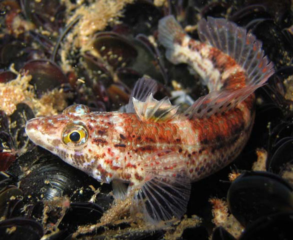 fish