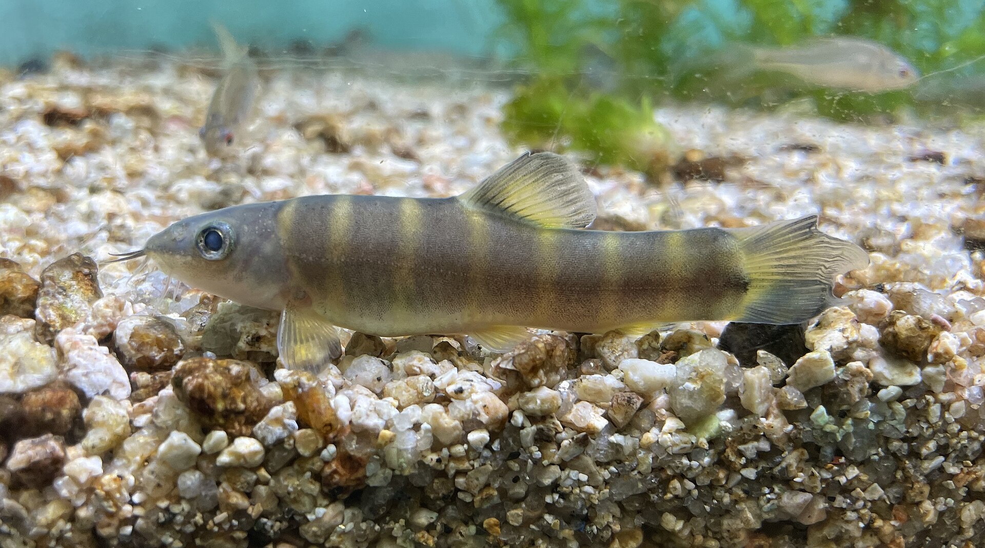 fish