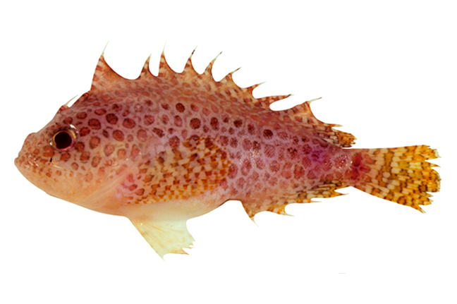 fish