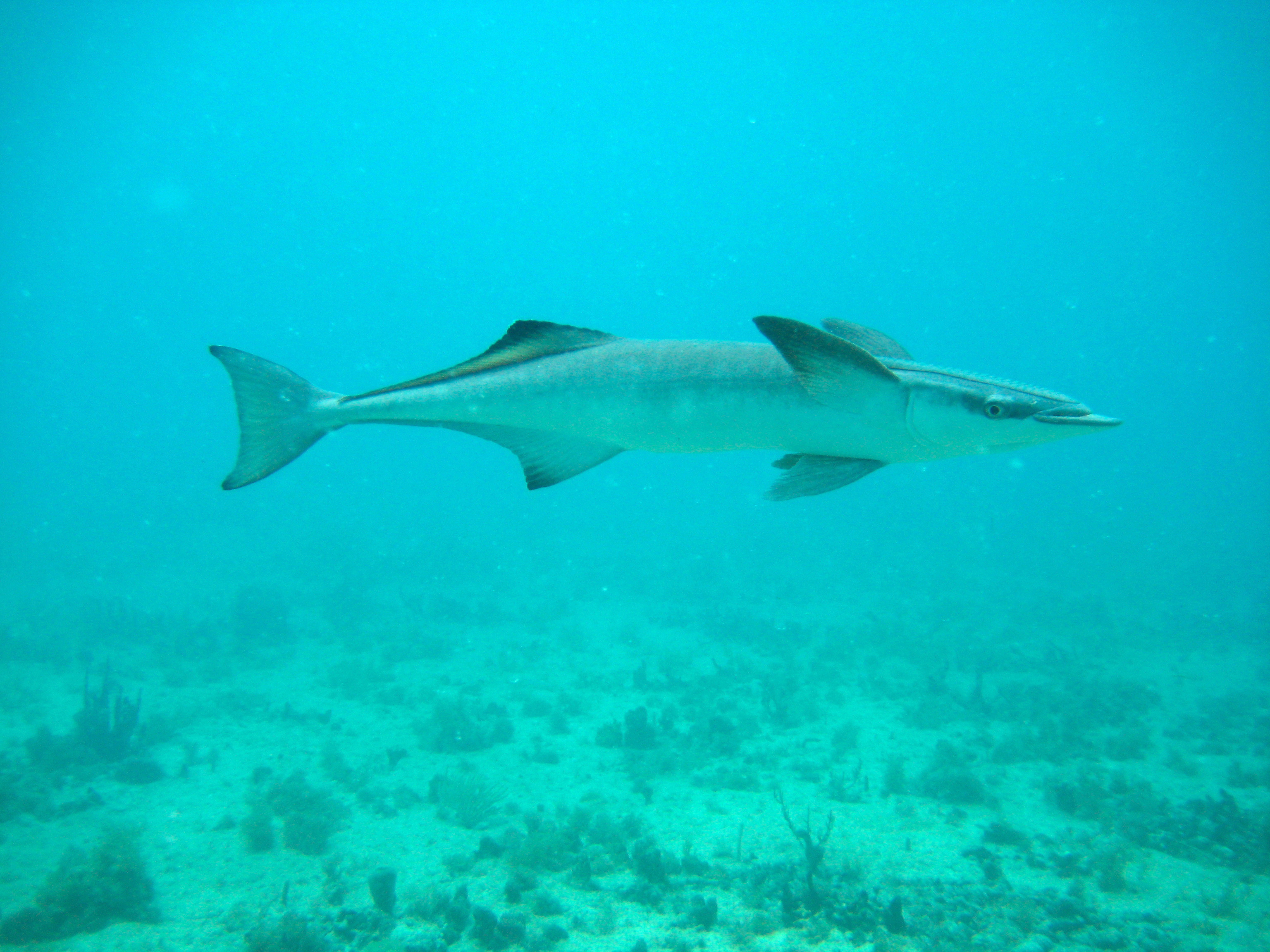 fish