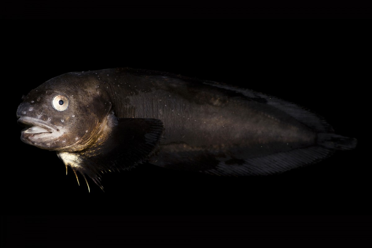 fish