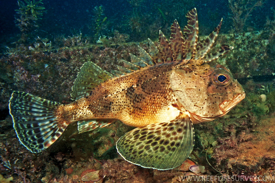 fish