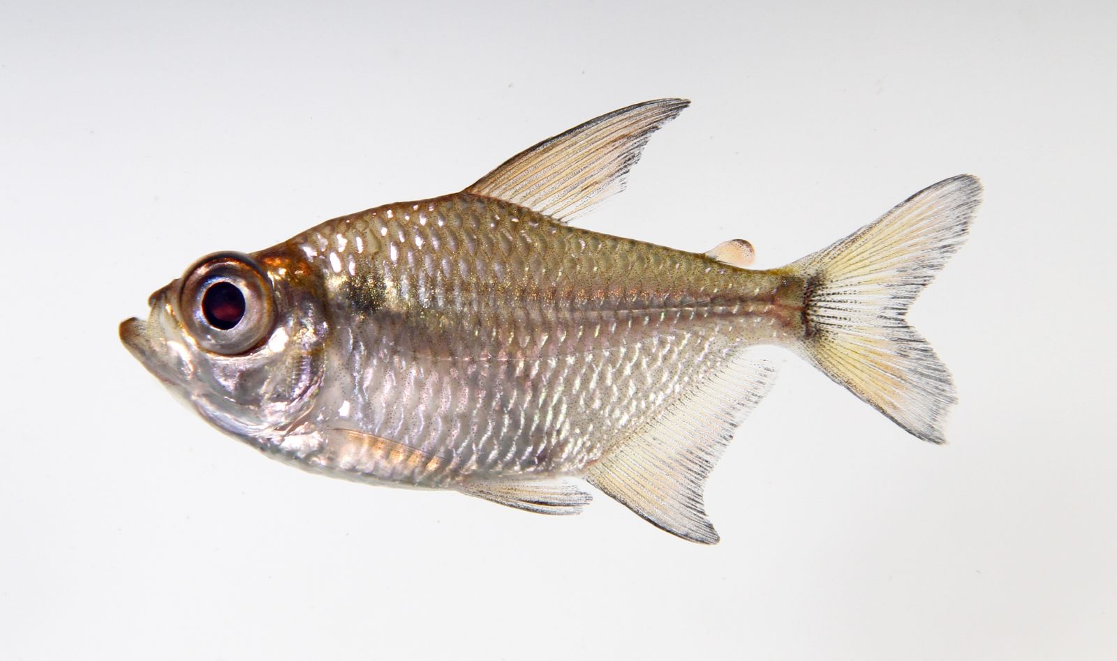 fish