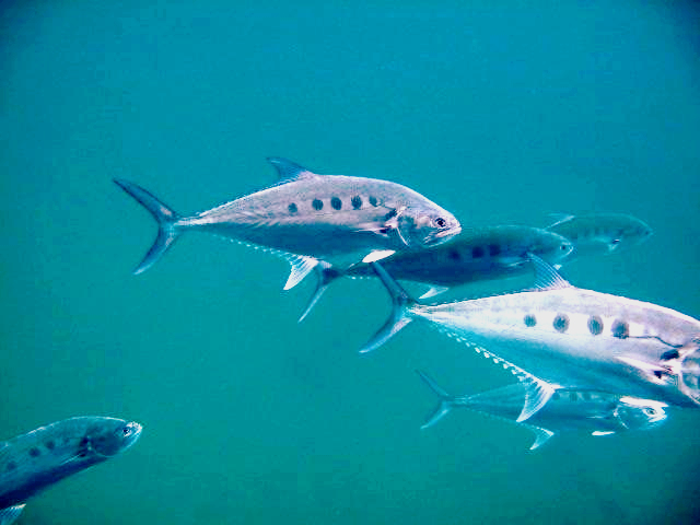 fish