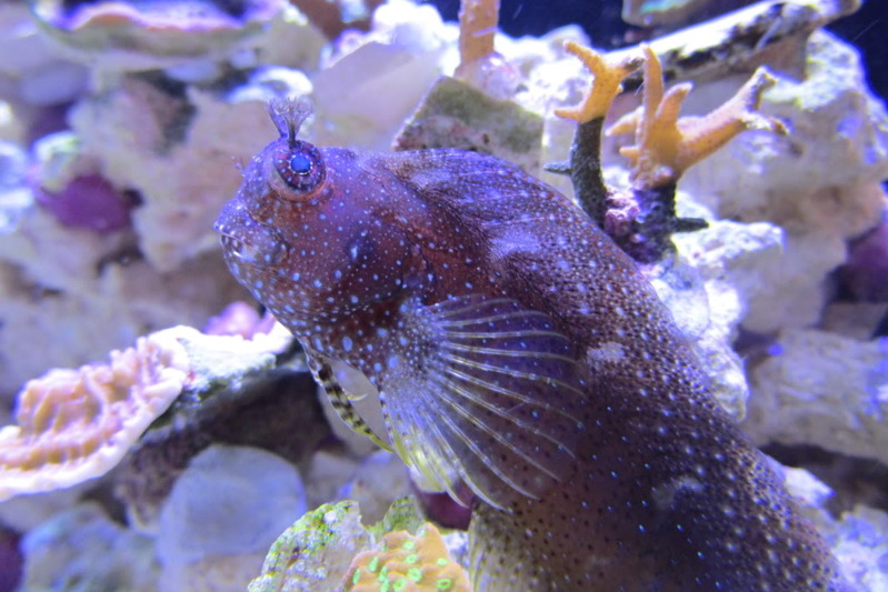 fish