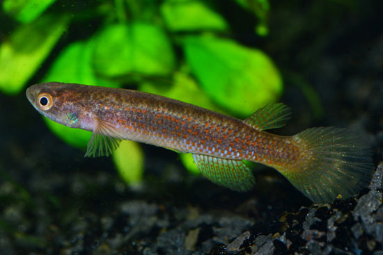 fish