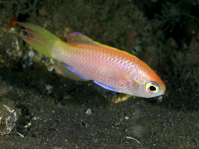 fish