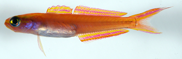 fish