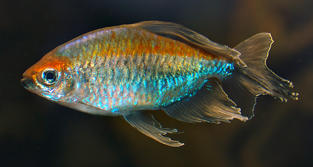 fish
