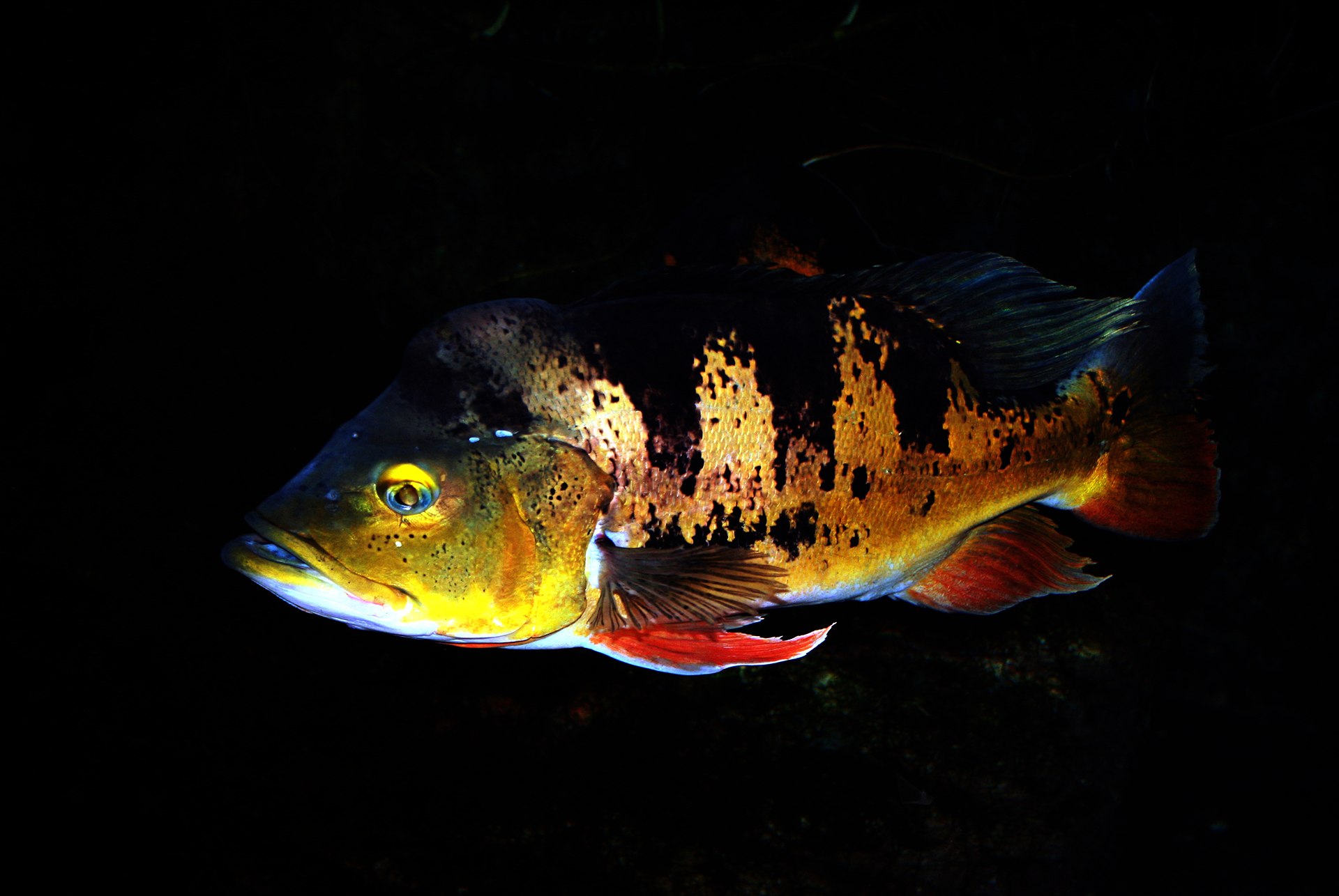 fish