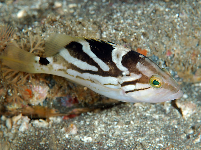 fish