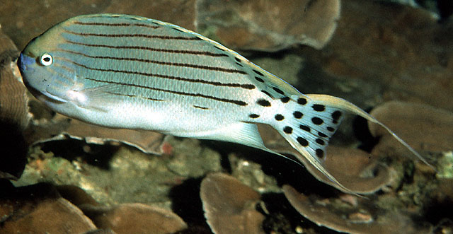 fish