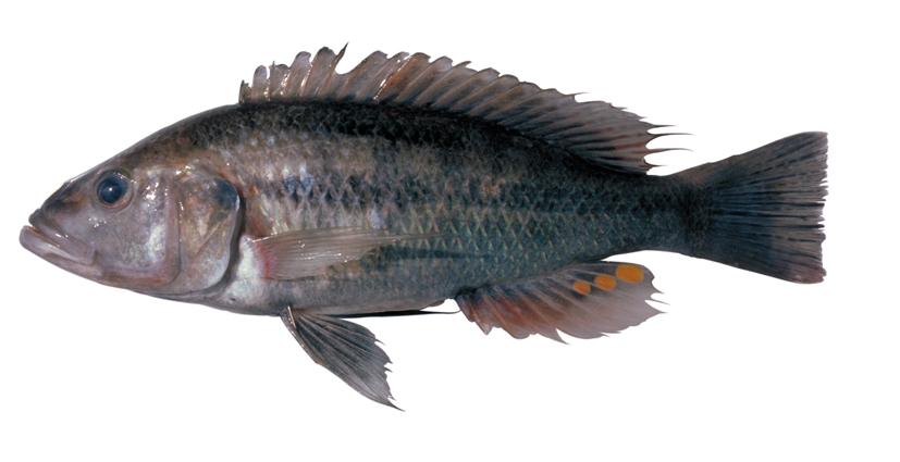 fish