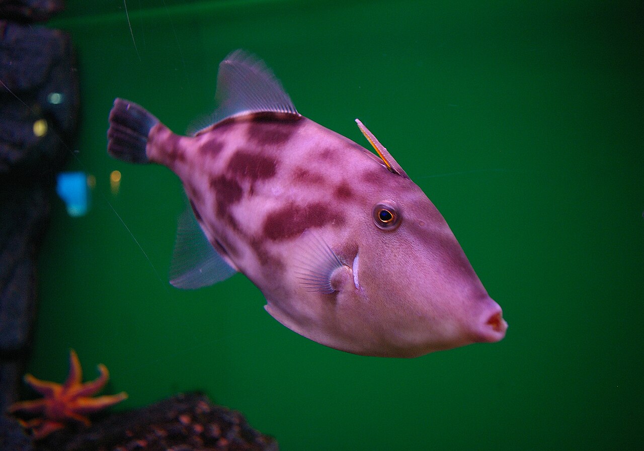 fish