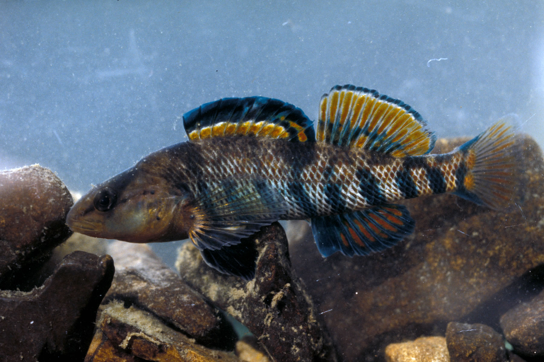 fish