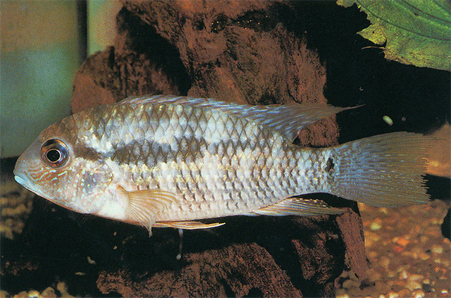 fish