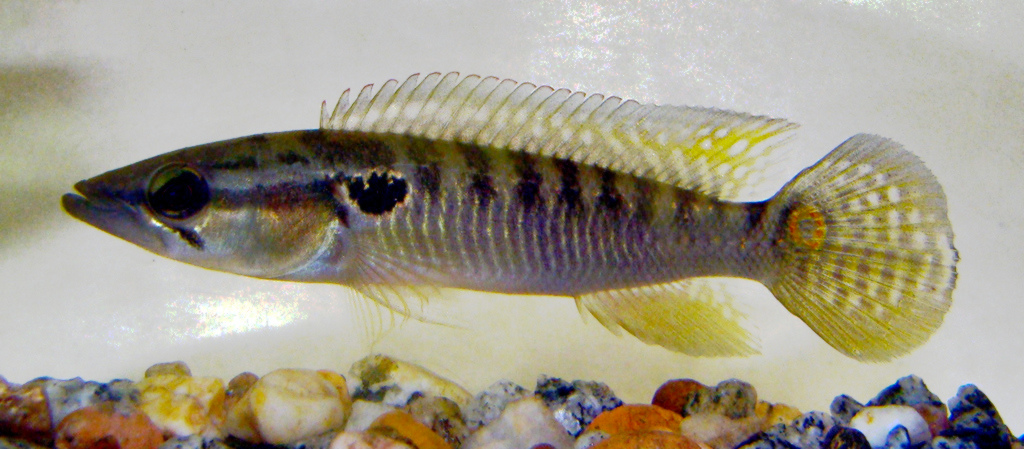 fish