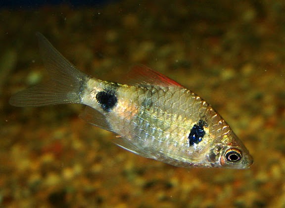 fish