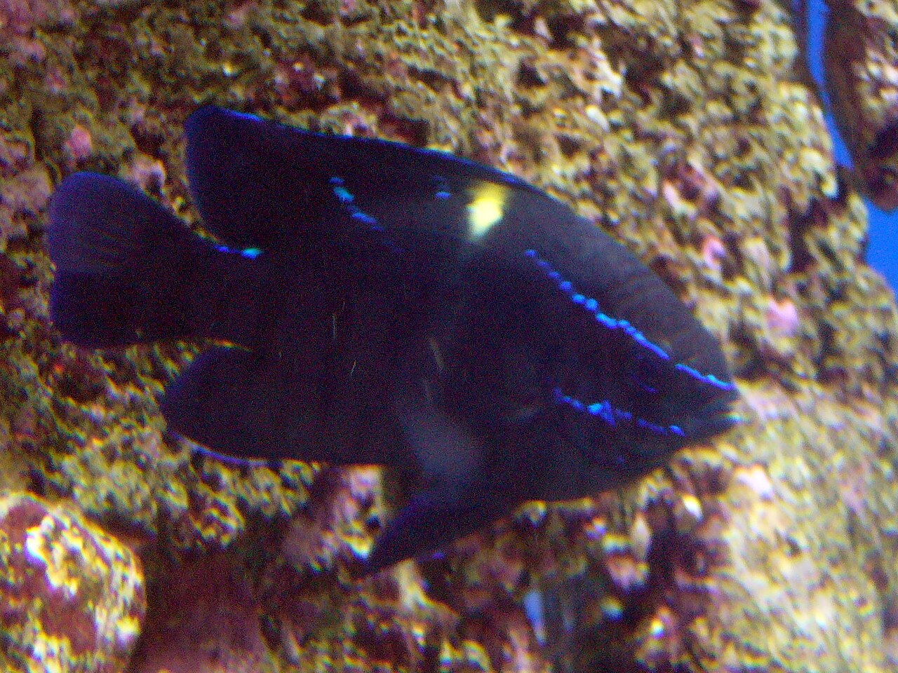 fish