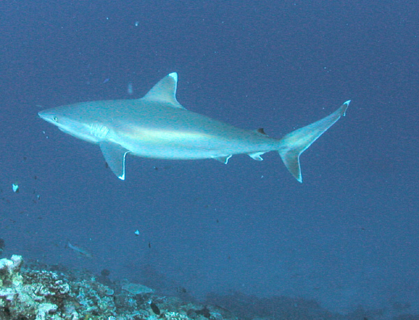 fish