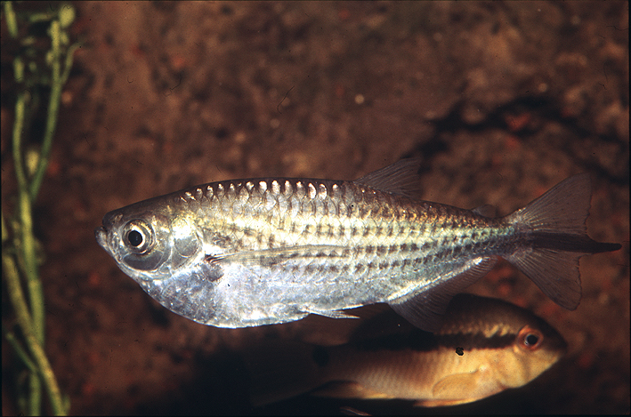 fish