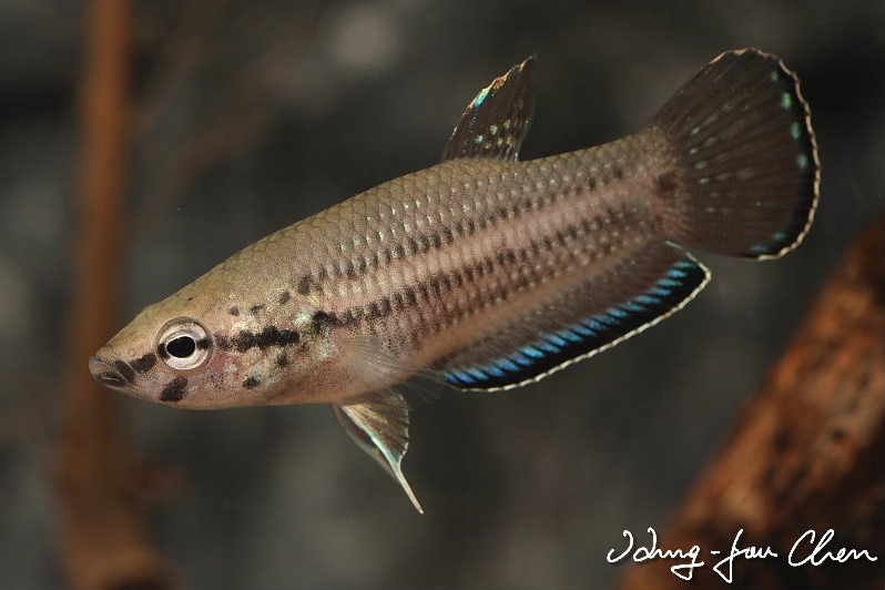 fish