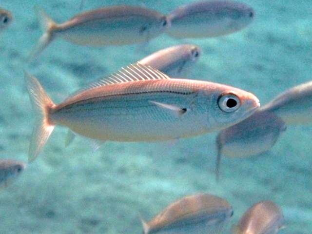 fish