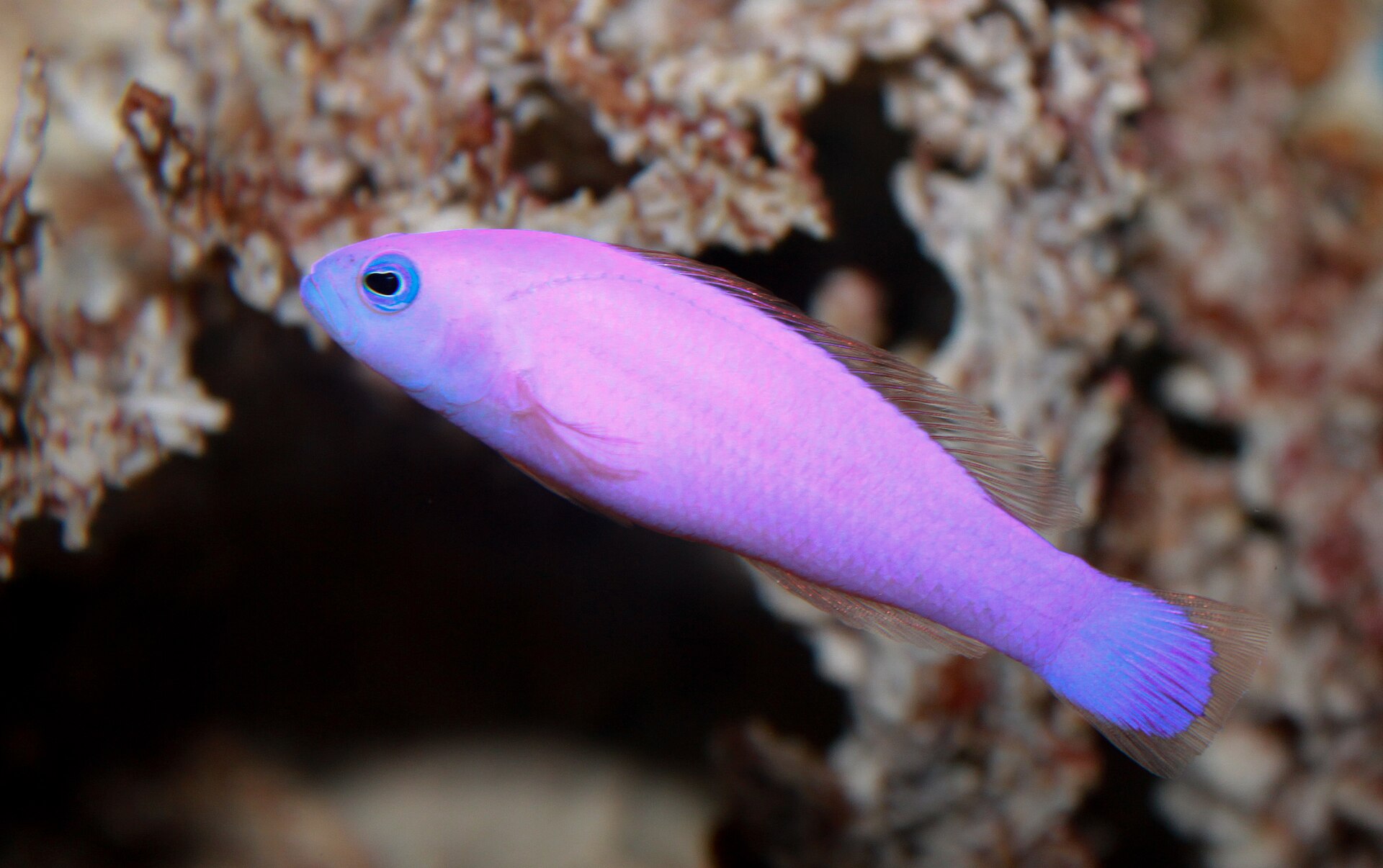 fish