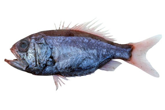 fish