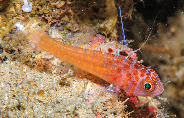 fish
