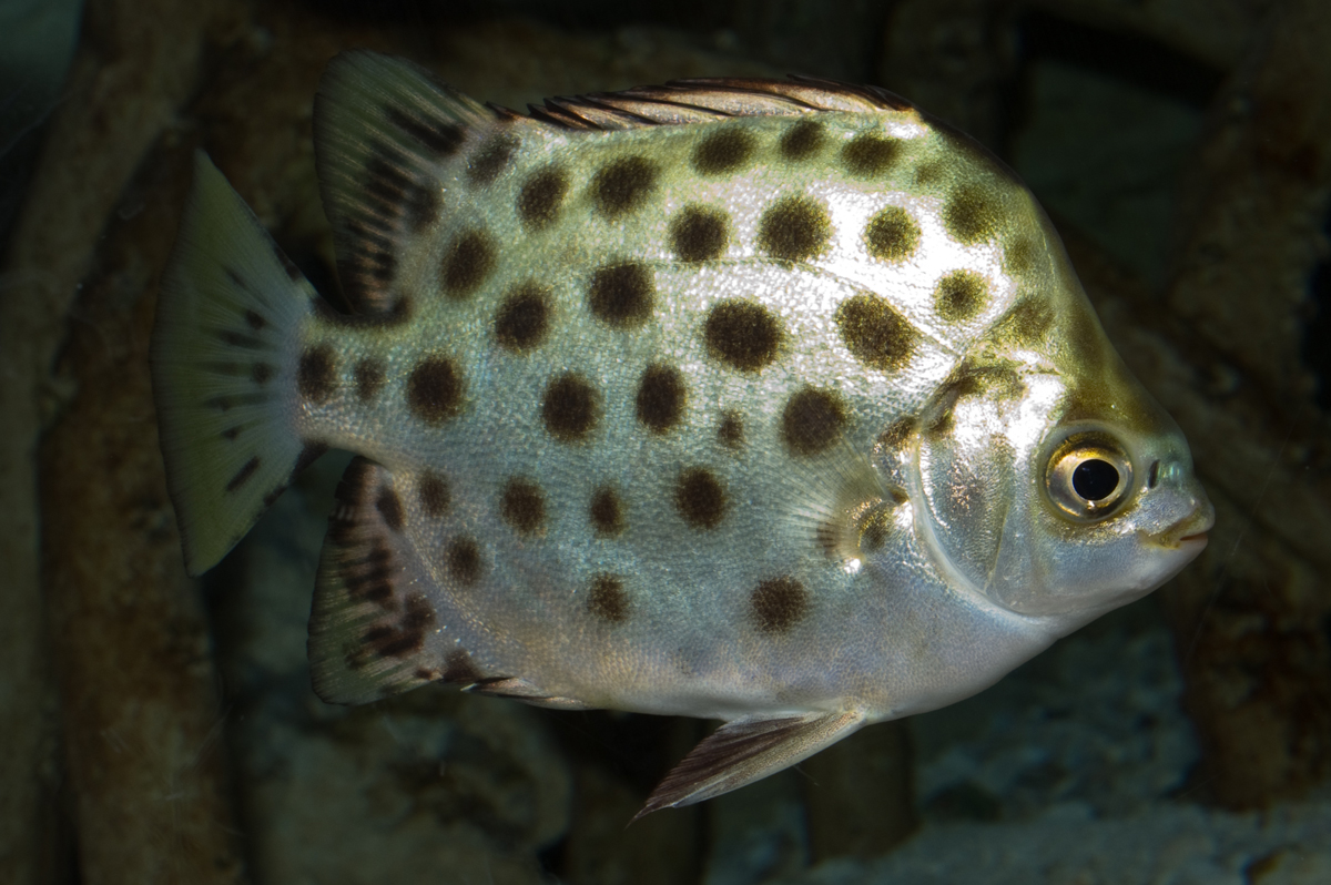 fish