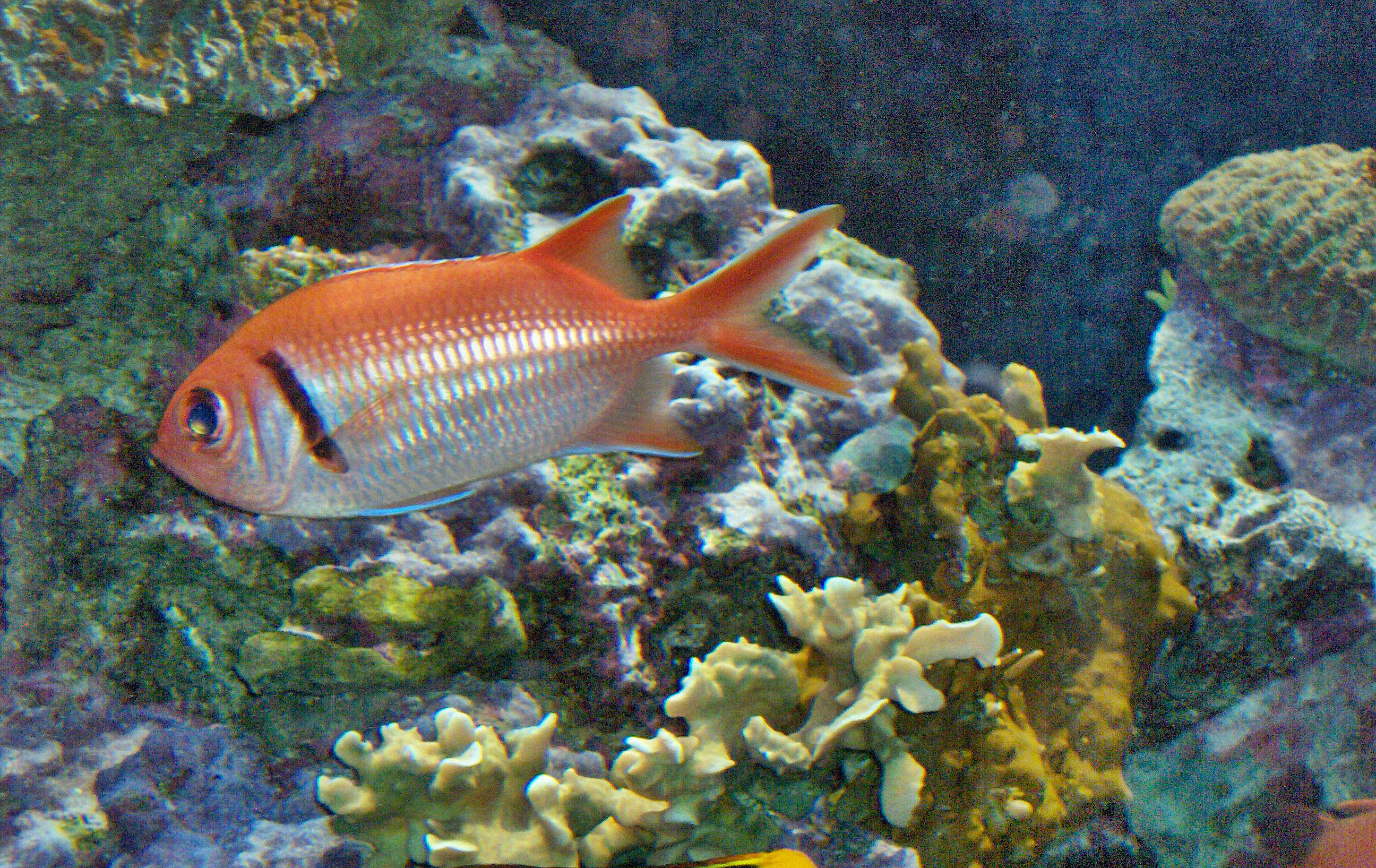 fish