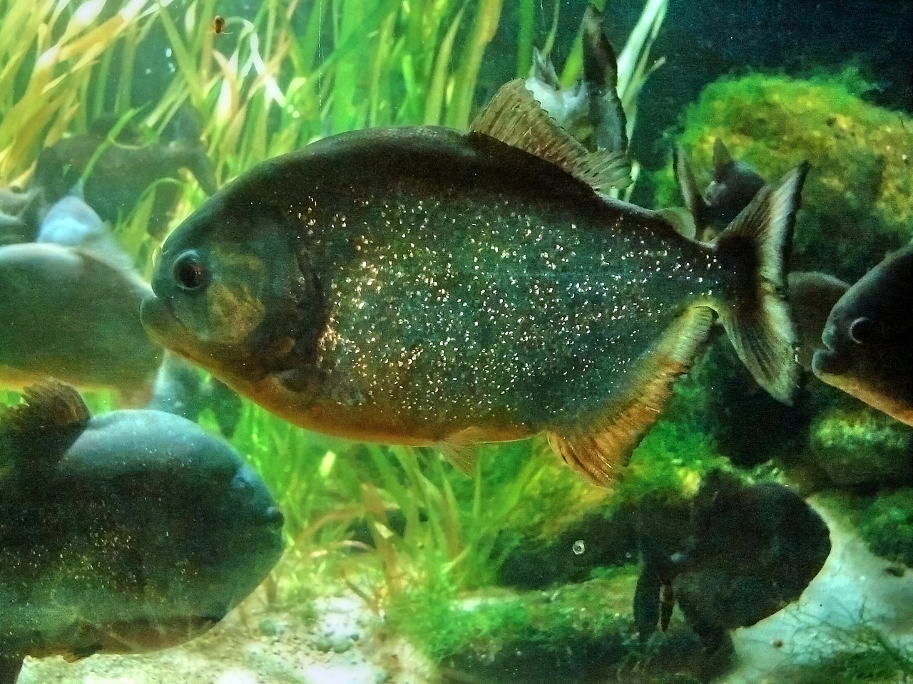 fish
