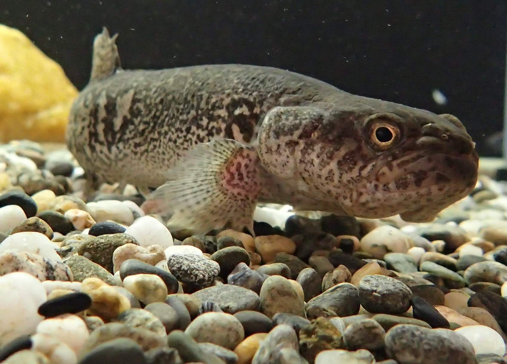 fish