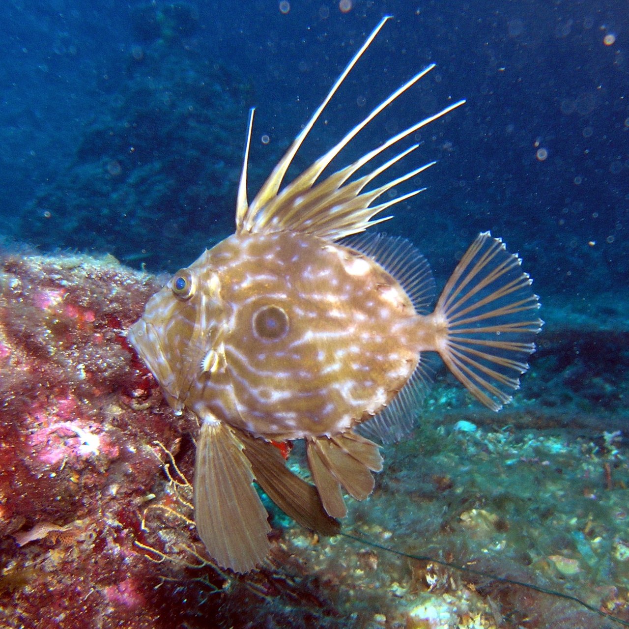 fish