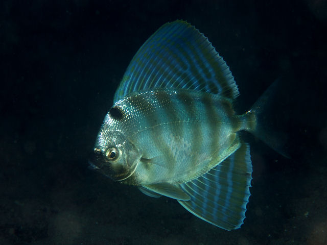 fish