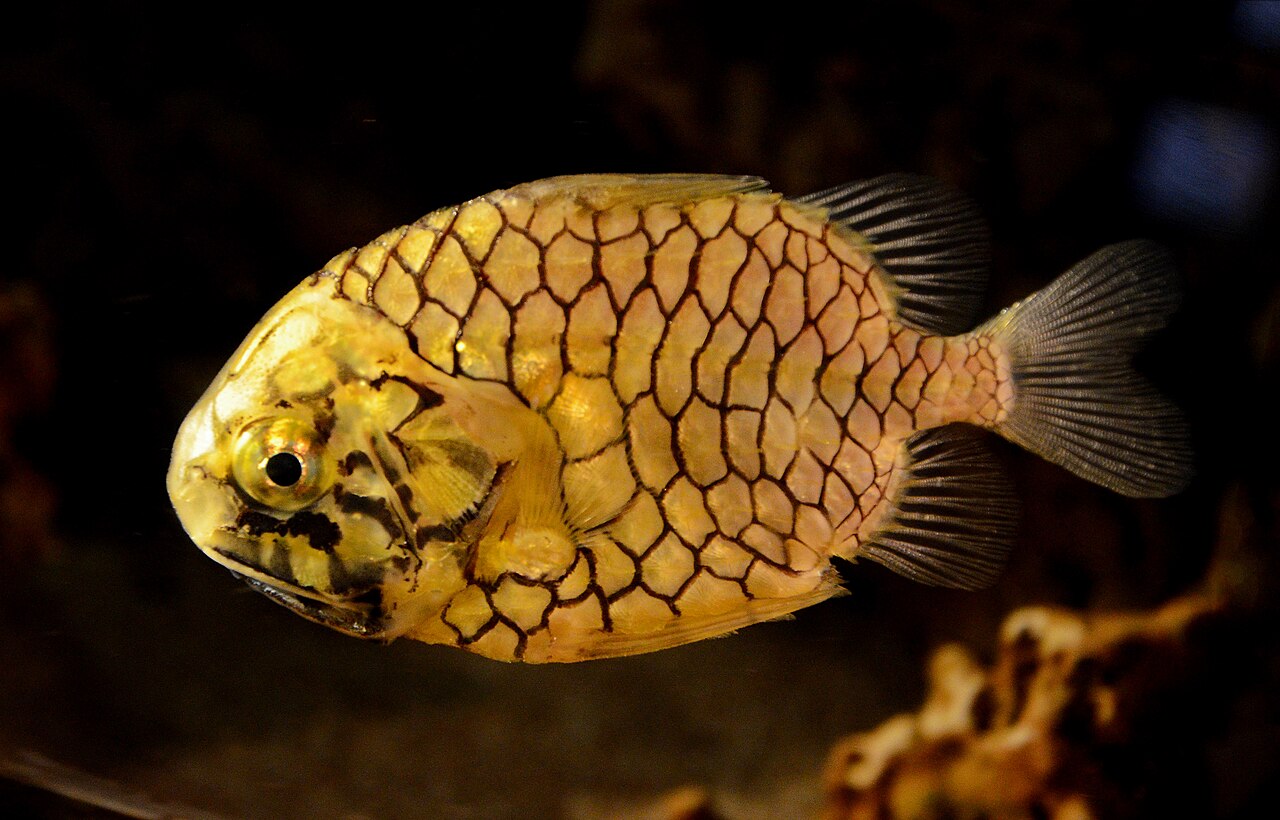 fish
