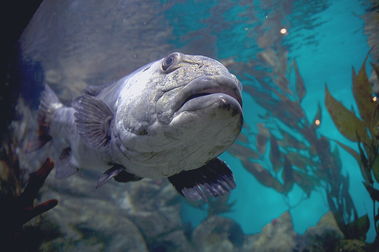 fish