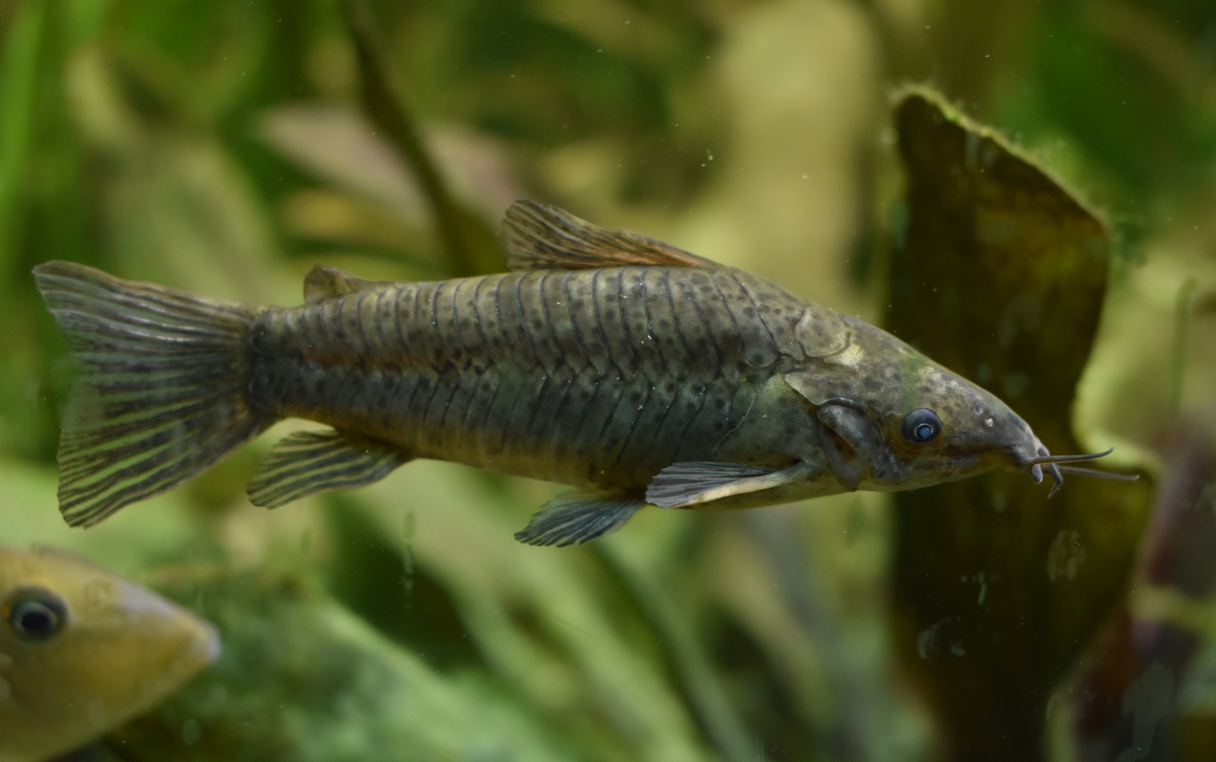 fish