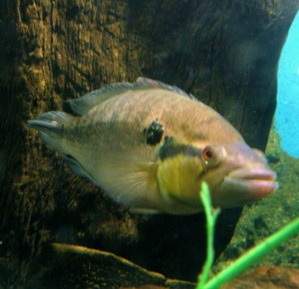 fish