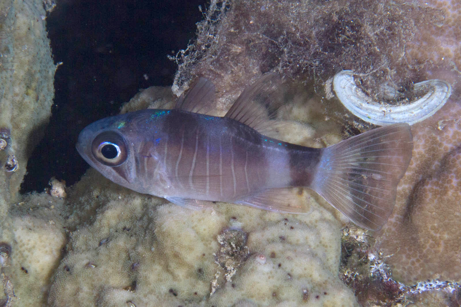 fish