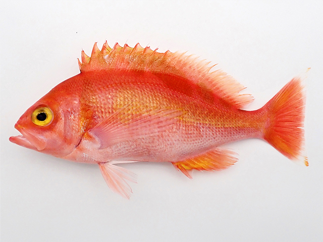 fish