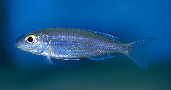 fish