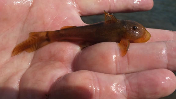 fish