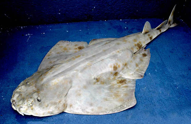 fish
